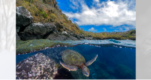 Esta foto de uma tartaruga forrageando em San Cristóbal, uma das Ilhas Galápagos do Equador, ganhou o bronze na categoria de animais em seu habitat