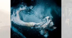 Tracey Lund conquistou o primeiro prêmio no World Nature Photography Awards com esta imagem de gansos pescando nas ilhas Shetland, na Escócia
