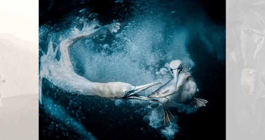 Tracey Lund conquistou o primeiro prêmio no World Nature Photography Awards com esta imagem de gansos pescando nas ilhas Shetland, na Escócia