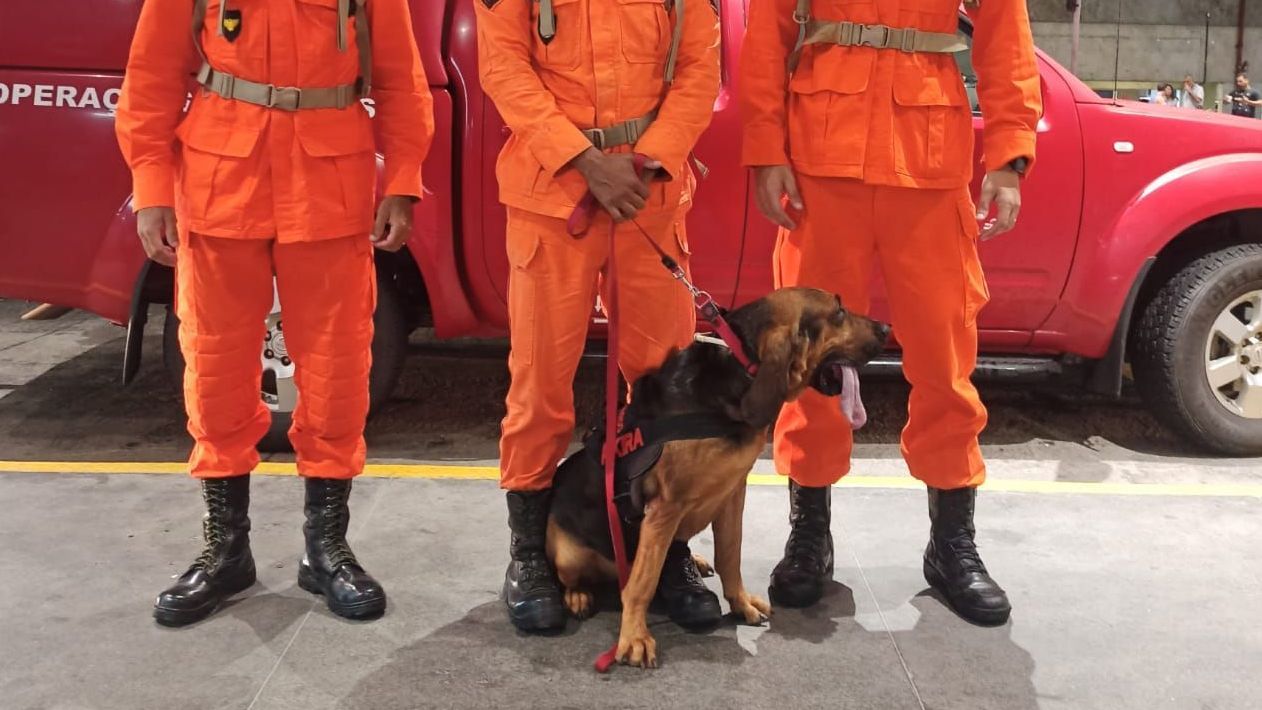 Cadela Akira Mossoró
