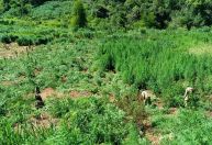 Megaoperação da PF destrói 648 toneladas de maconha na fronteira com o Paraguai