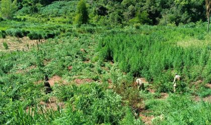 Operação maconha Paraguai
