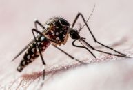 "Armadilha" é usada para atrair mosquito da dengue em MG; entenda