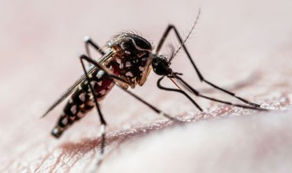 Brasil ultrapassa mil mortes por dengue em 2025