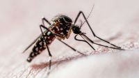 Dengue avança no Sul do país e aponta impacto das mudanças climáticas