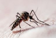Após queda de 57% de casos em maio, governo do Rio decreta o fim da epidemia de dengue