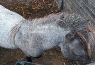 Animais silvestres apreendidos pela PF sofriam maus-tratos e eram vendidos com documentos falsos; veja imagens