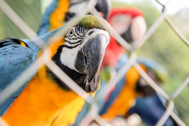 Animais silvestres são resgatados durante operação na zona oeste do Rio de Janeiro / Fabiano Veneza/Inea
