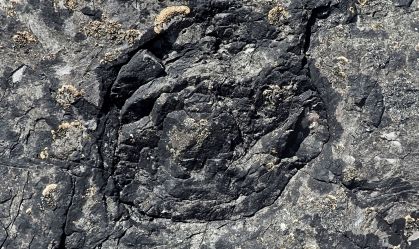 Árvores fossilizadas com 390 milhões de anos são as mais antigas do mundo