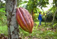 Cientistas rastreiam origem complexa do cacau em novo estudo