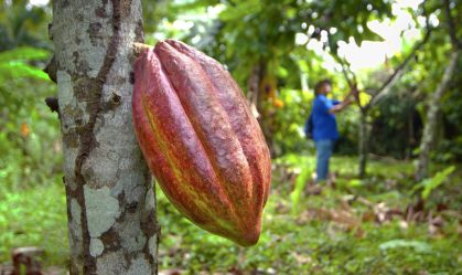 Cientistas rastreiam origem complexa do cacau em novo estudo