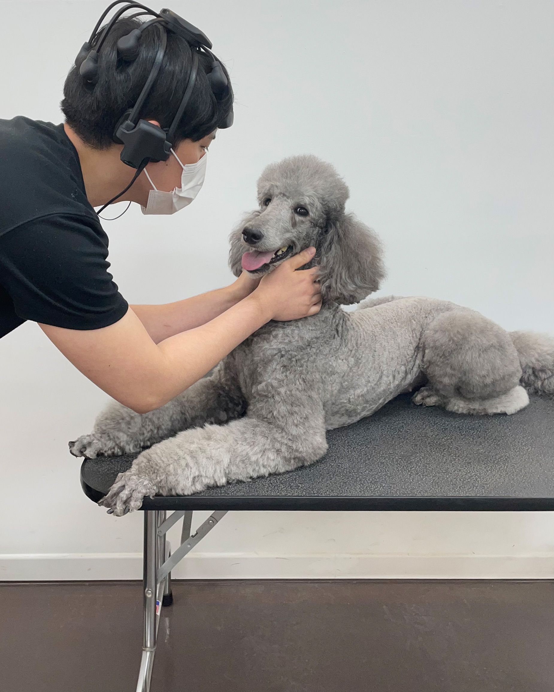 Participante do estudo faz carinho no poodle envolvido na pesquisa / EurekAlert/PLoS One Journal/Konk via CNN Newsource