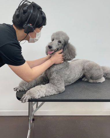 Participante do estudo faz carinho no poodle envolvido na pesquisa / EurekAlert/PLoS One Journal/Konk via CNN Newsource