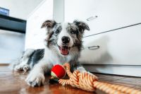 Cérebro canino consegue perceber expressões faciais negativas diferentes