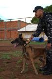 cão fúria durante treinamento