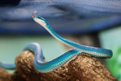 A pequena Trimeresurus insularis tem 65 centímetros e pouco mais de 60 gramas.
