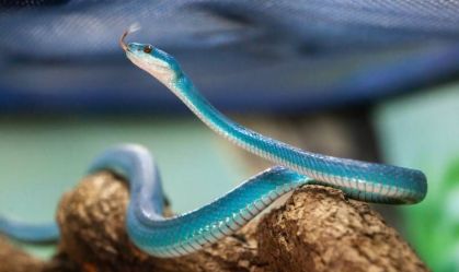 A pequena Trimeresurus insularis tem 65 centímetros e pouco mais de 60 gramas.