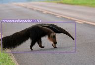 Sistema utiliza IA para detectar animais selvagens na pista e evitar acidentes