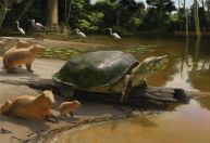 Fóssil revela tartaruga gigante que viveu na Amazônia há 40 mil anos
