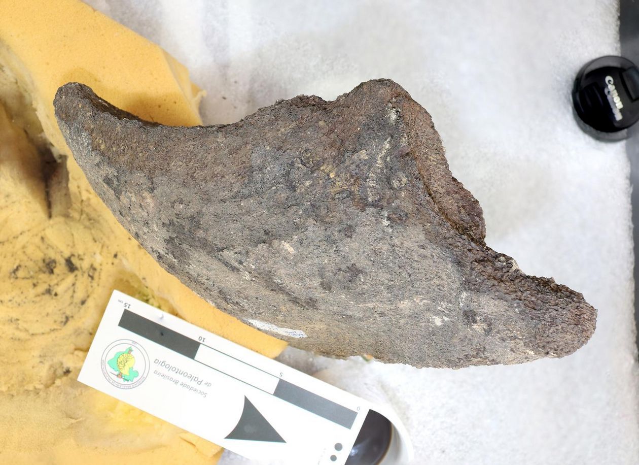 Parte da mandíbula inferior da recém-descoberta tartaruga gigante / Senckenberg/Universidade de Tubingen/Divulgação