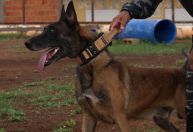 Conheça o cão “Fúria”, enviado para auxiliar nas buscas por fugitivos de Mossoró