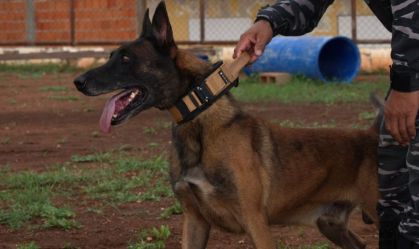 Conheça o cão “Fúria”, enviado para auxiliar nas buscas por fugitivos de Mossoró