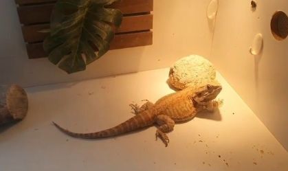 largato