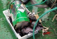 Pela primeira vez, pesquisadores da USP encontram lixo no oceano profundo