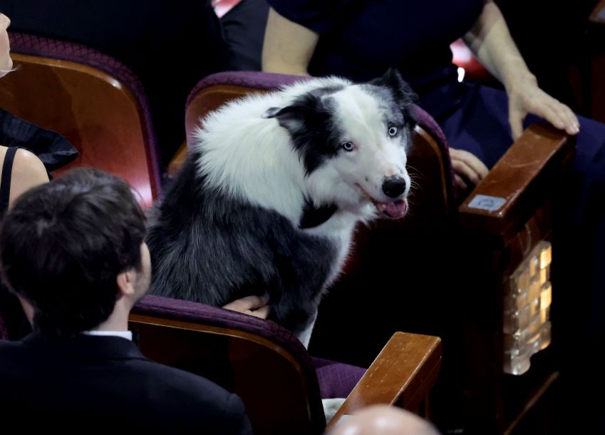 Messi, cão de "Anatomia de uma Queda" comparece ao Oscar 2024 / Kevin Winter/Getty Images