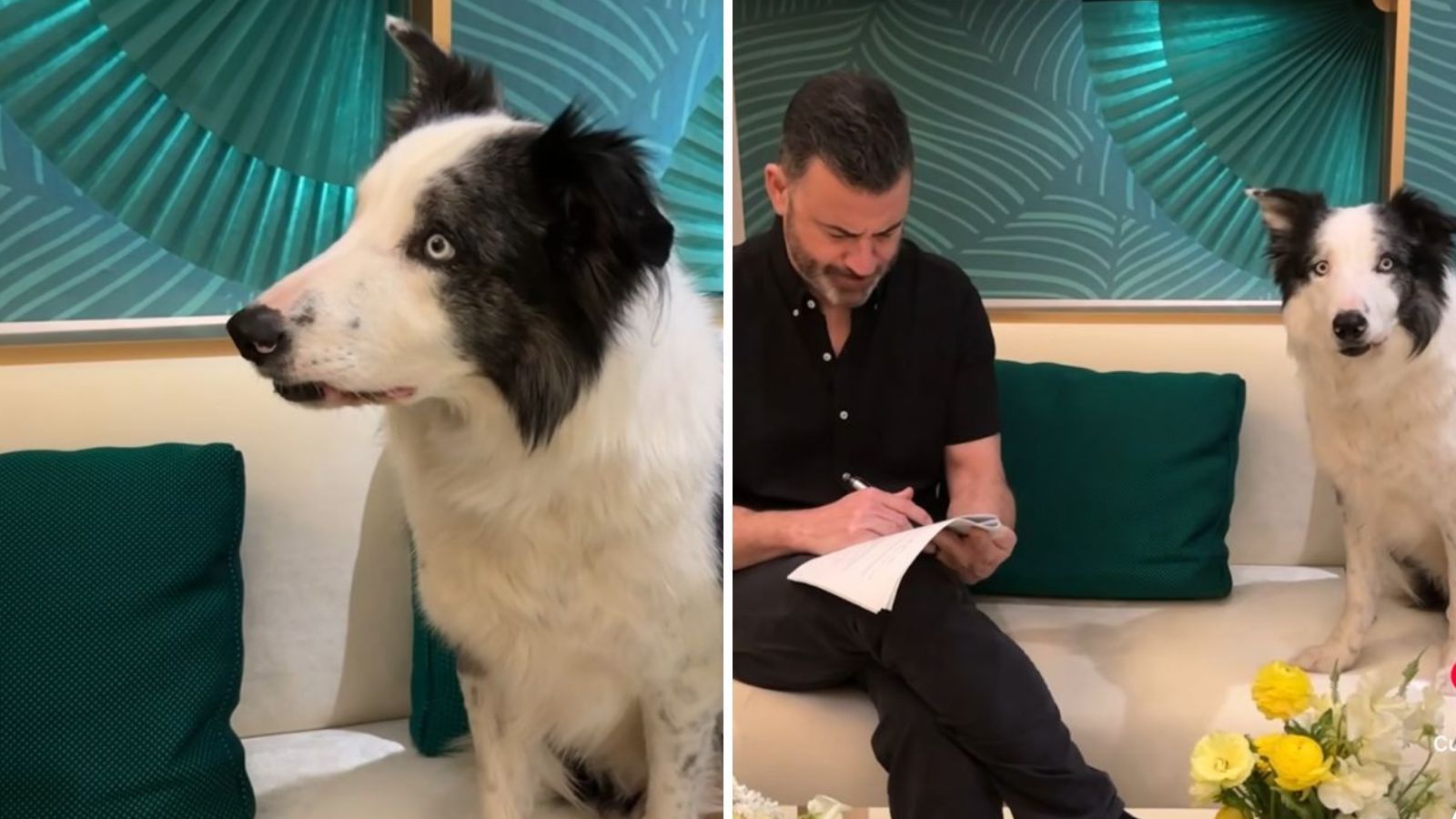 Cão Messi surge ao lado de Jimmy Kimmel em ensaio para o Oscar