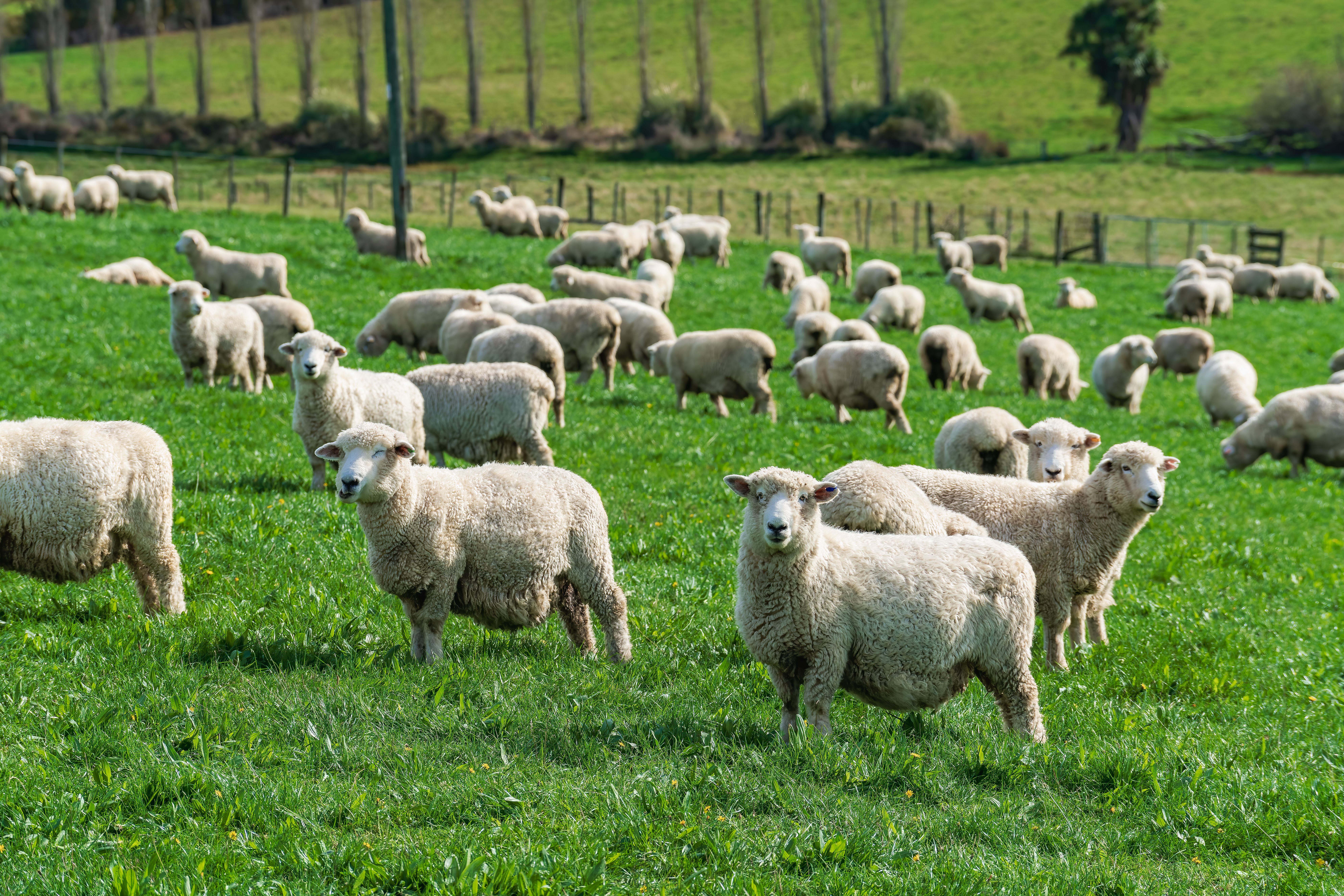 Group of sheeps are grazing in the middle of the meadow.
