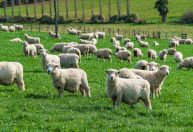 Contar carneirinhos para dormir funciona? Conheça origem da prática