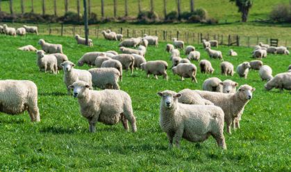 Group of sheeps are grazing in the middle of the meadow.