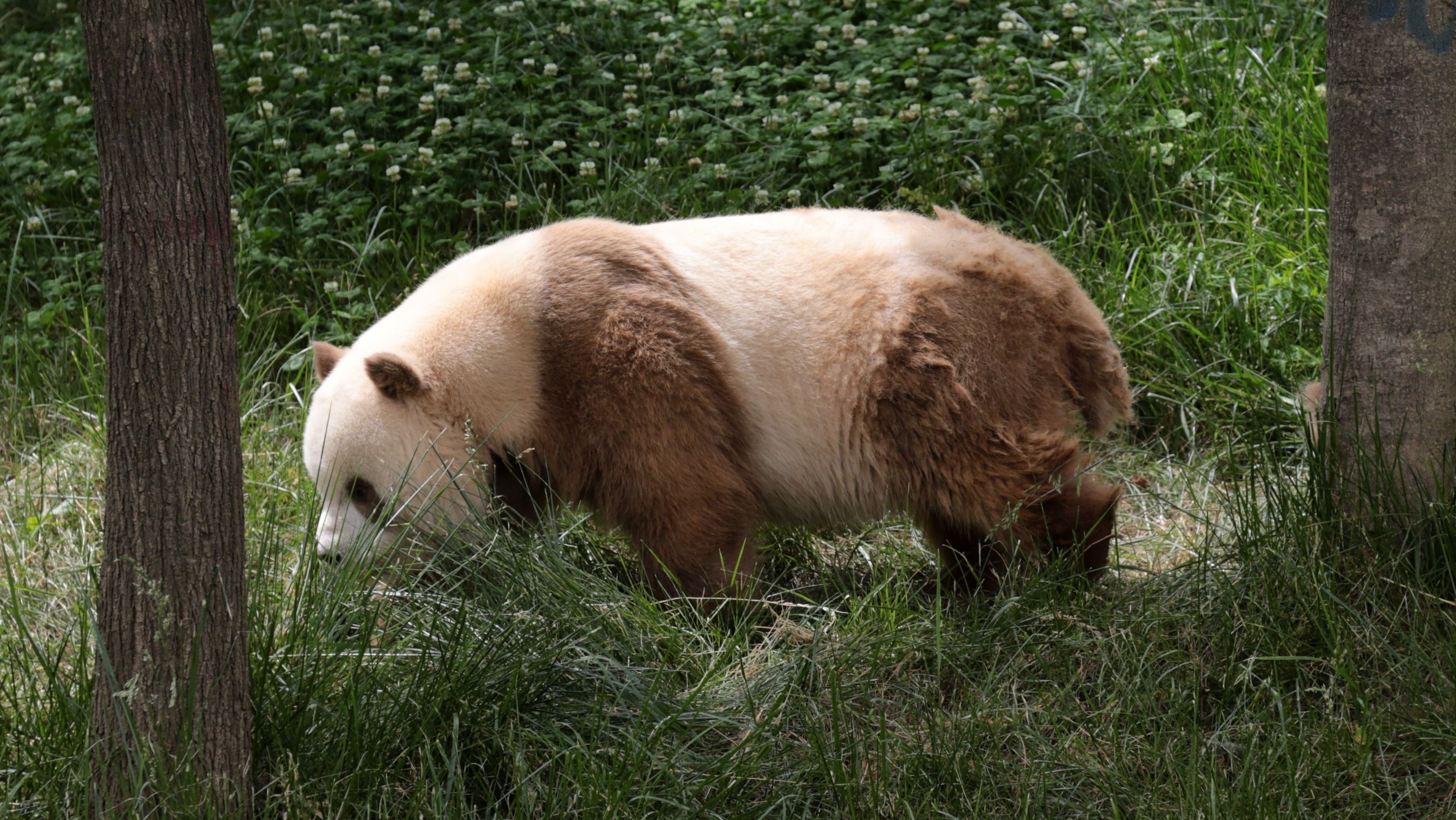 Qi Zai, um panda marrom gigante é visto no Qinling Sibao Science Park, na China