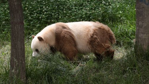 Qi Zai, um panda marrom gigante é visto no Qinling Sibao Science Park, na China