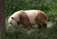 Cientistas descobrem por que alguns pandas não são pretos, nem brancos