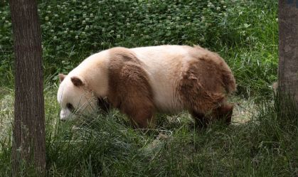 Cientistas descobrem por que alguns pandas não são pretos, nem brancos