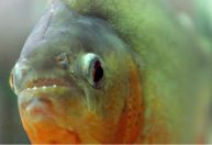 15 banhistas são atacados por piranhas em represa no interior de SP