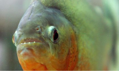 15 banhistas são atacados por piranhas em represa no interior de SP