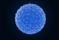 Estudo mapeia principais genes da resposta imune contra o vírus da dengue