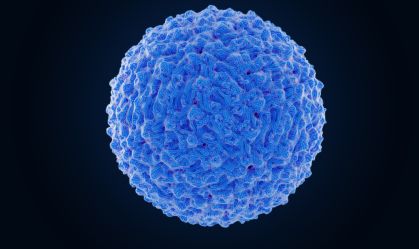 Dengue virus, illustration