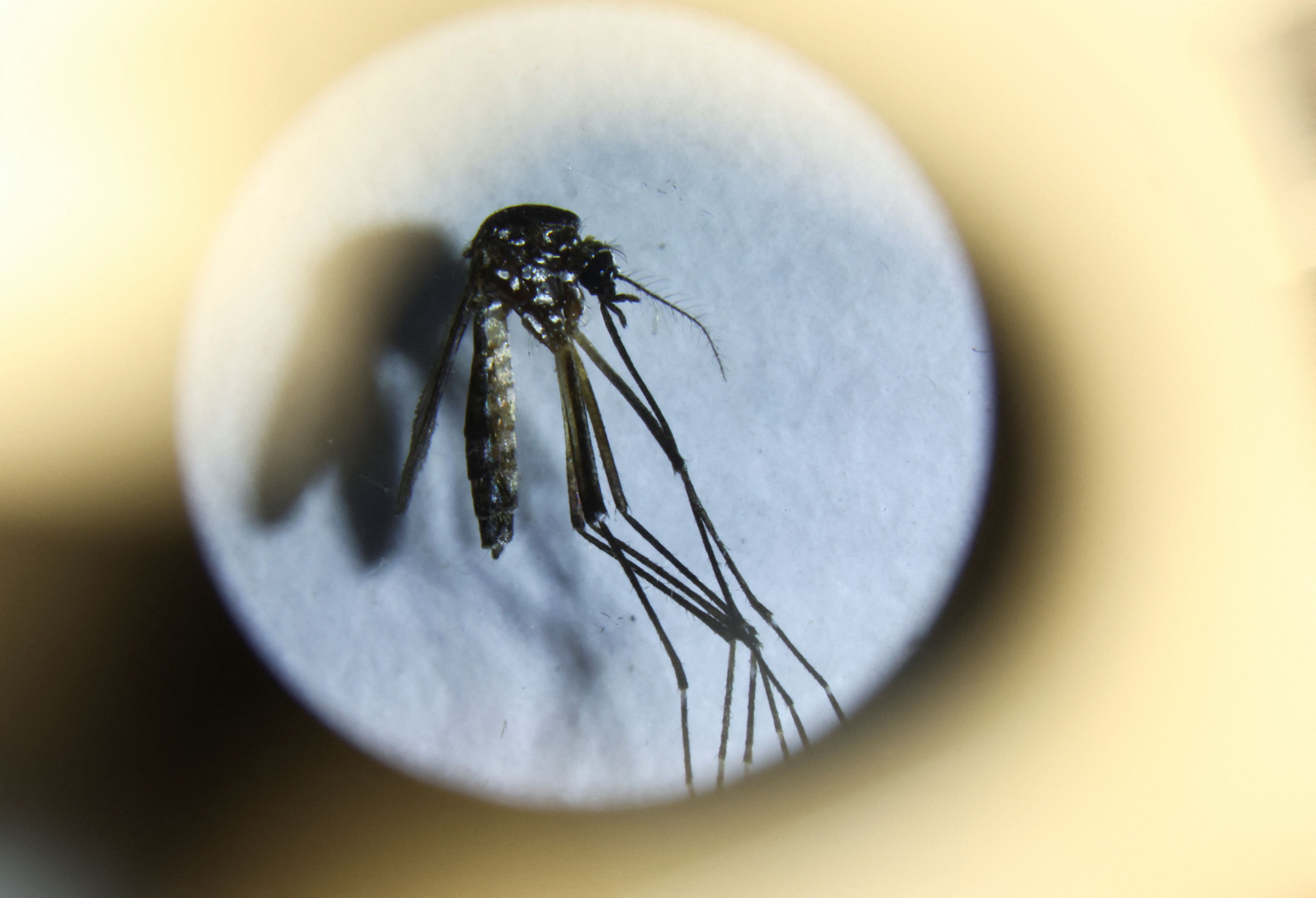 Imagem de destaque do post: Rio Grande do Sul emite alerta epidemiológico para dengue e chikungunya 