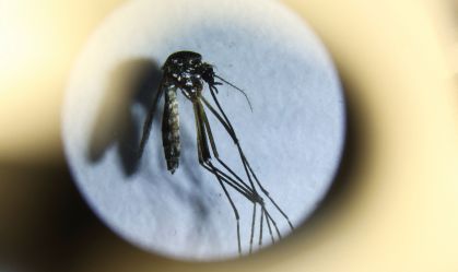 Rio Grande do Sul emite alerta epidemiológico para dengue e chikungunya 