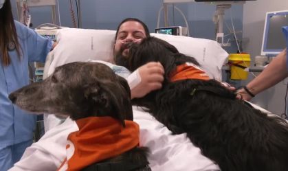 Hospital espanhol recruta cães de terapia para ajudar pacientes da UTI