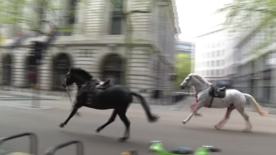 Horses run amok in central London