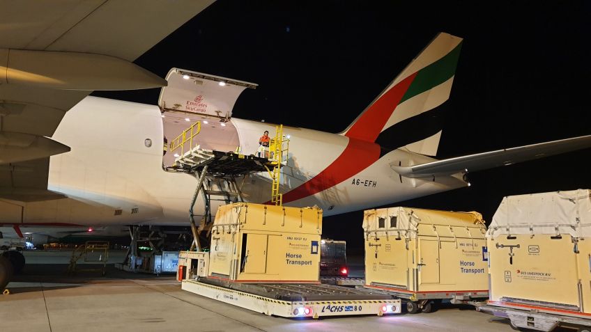 Nos últimos 12 meses, a Emirates SkyCargo afirma ter transportado mais de 2.500 cavalos em sua rede / Emirates/Divulgação