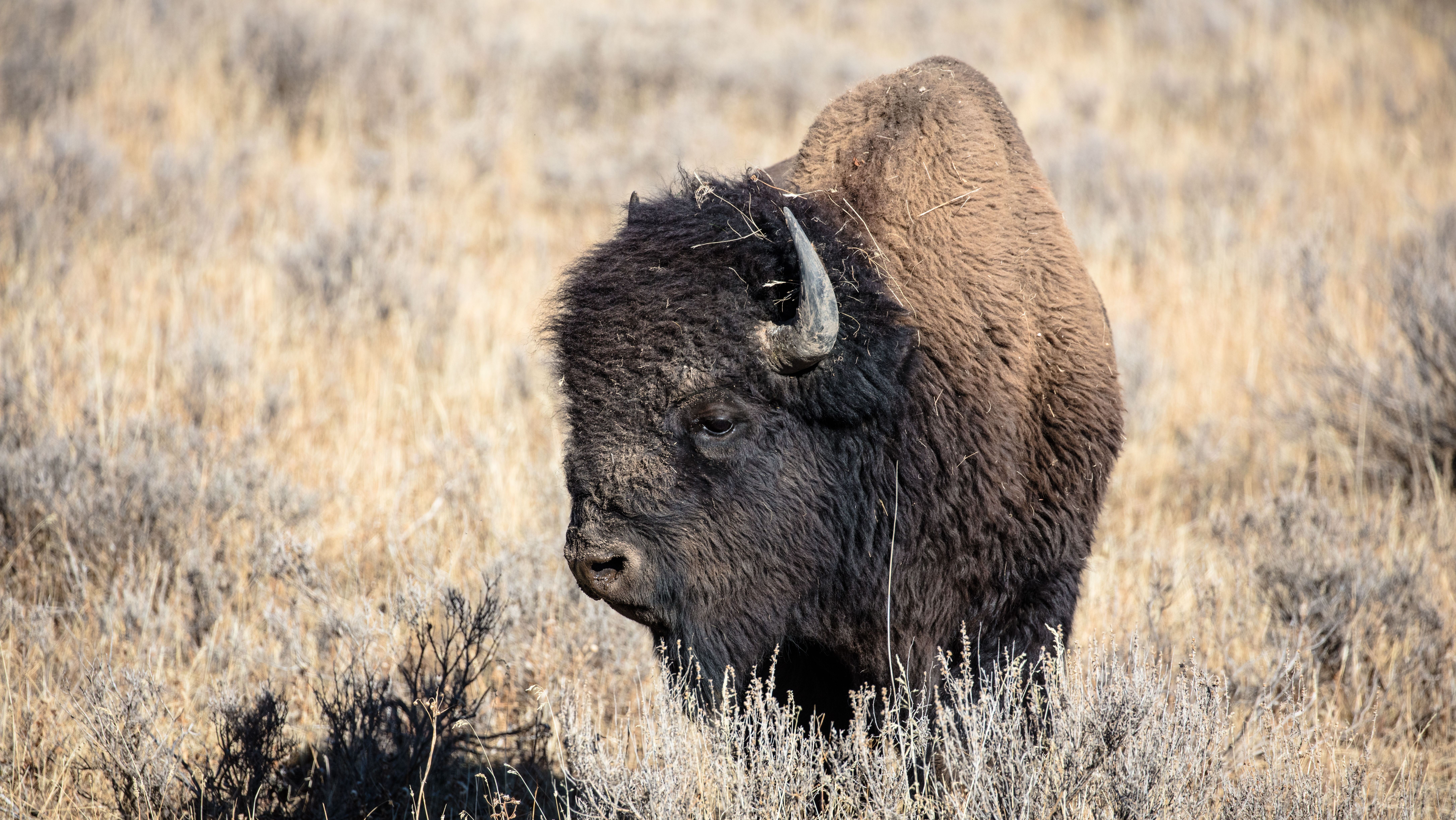 Bisão no parque nacional de Yellowstone, nos Estados Unidos