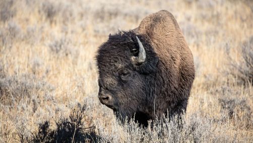 Bisão no parque nacional de Yellowstone, nos Estados Unidos