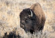 Homem fica ferido e é preso após chutar bisão no parque de Yellowstone, diz autoridade