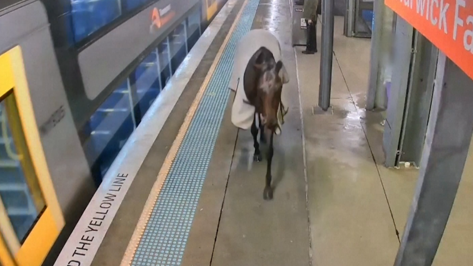 Cavalo Austrália